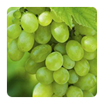 Lozni cijepovi stolne sorte bijele