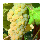 Lozni cijepovi vinske sorte bijele