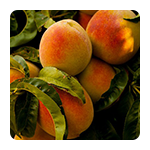 Voćne sadnice breskve