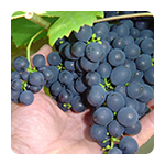 Lozni cijepovi stolne sorte otporne na gljivične bolesti