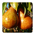 Voćne sadnice krušaka