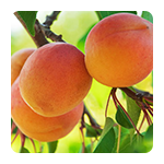 Voćne sadnice marelice