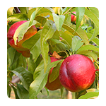 Voćne sadnice nektarine