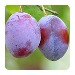 Voćne sadnice šljive